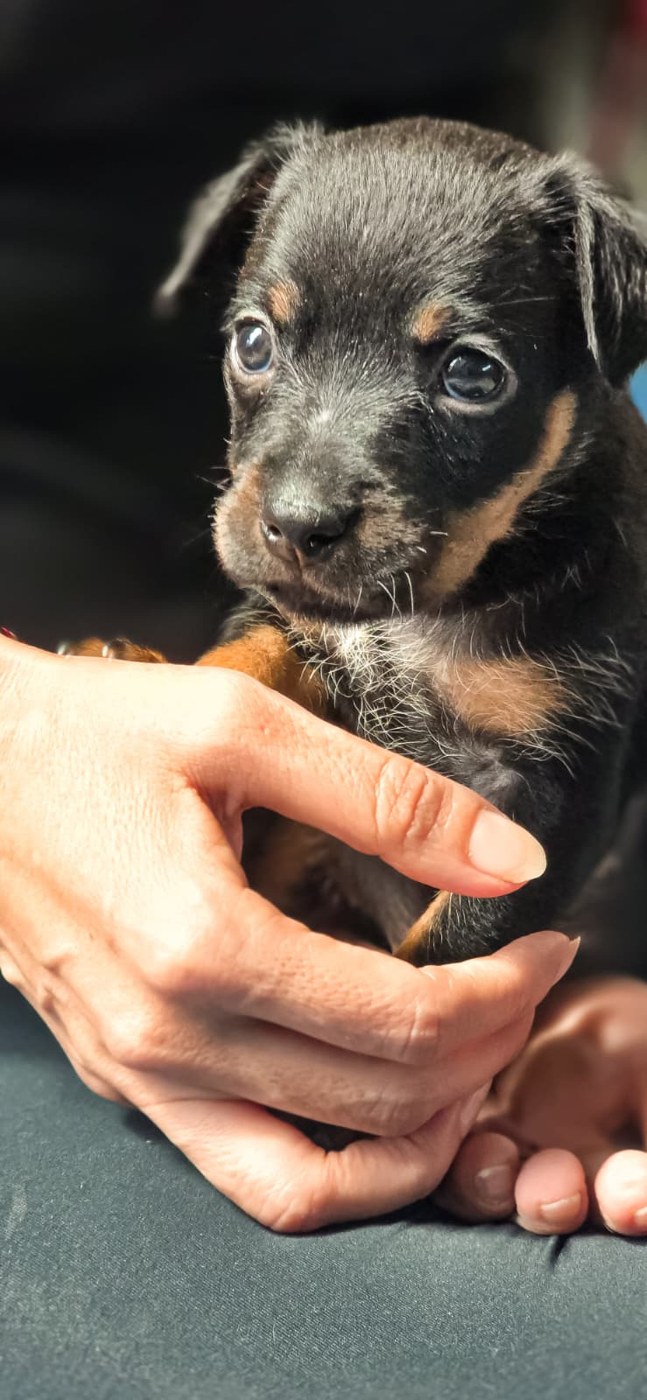 A small black and tan puppy looking up while being gently held