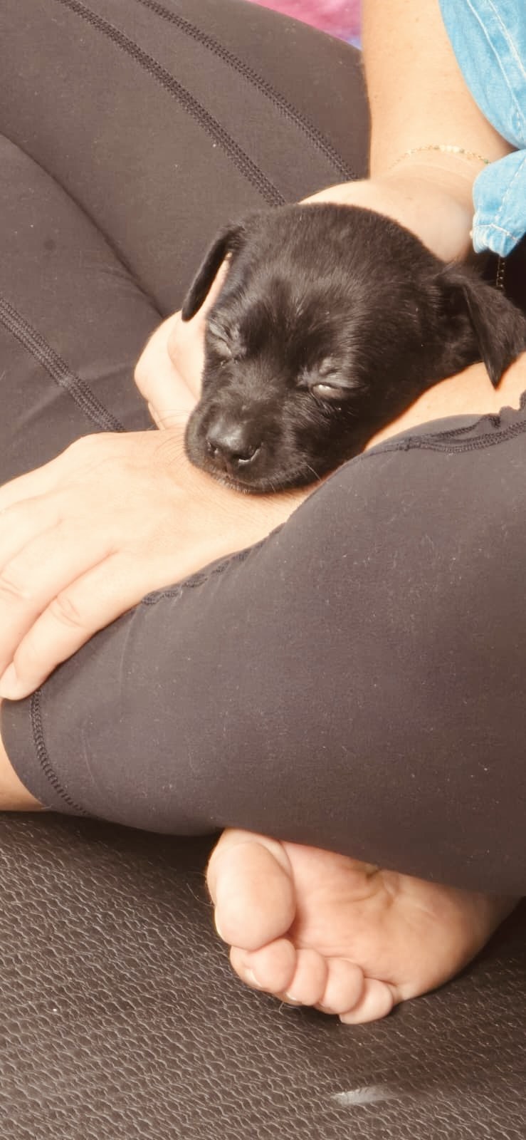 A puppy resting peacefully in a participant’s lap